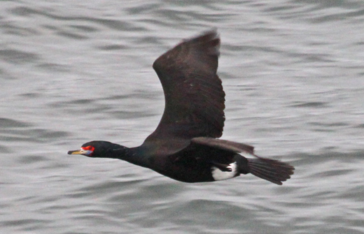 Red-faced Cormorant
