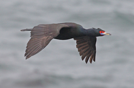 Red-faced Cormorant