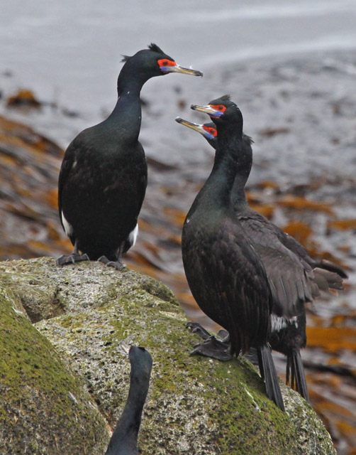 Red-faced Cormorant