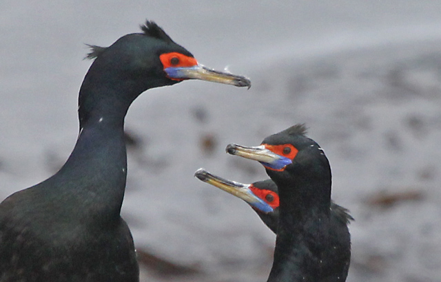 Red-faced Cormorant