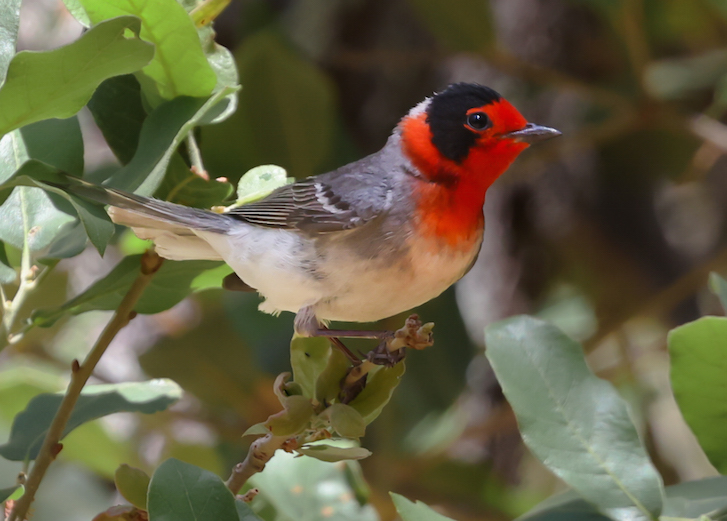 Red-faced Warbler