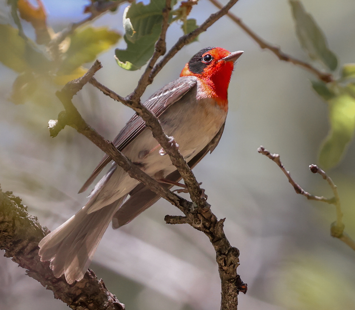 Red-faced Warbler (adult male) photo #3