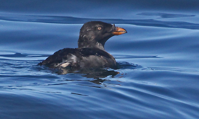 Rhinoceros Auklet (nonbreeding) 