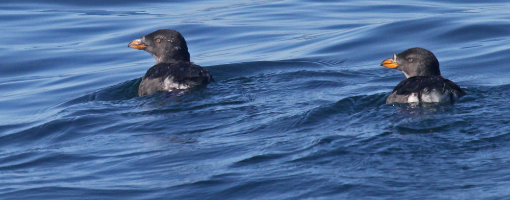 Rhinoceros Auklet (nonbreeding) 