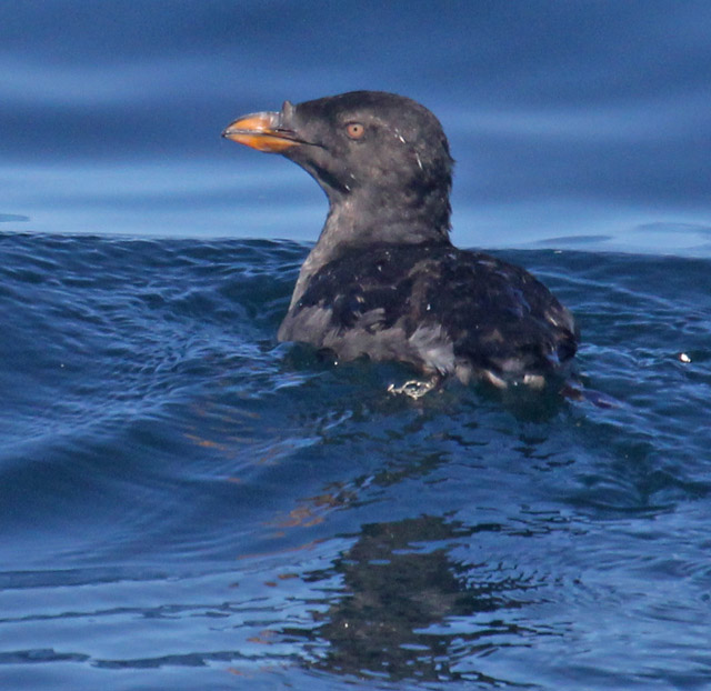 Rhinoceros Auklet (nonbreeding) 