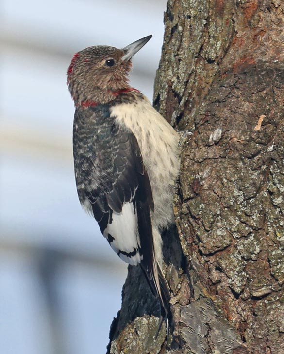 Red-headed Woodpecker photo #1