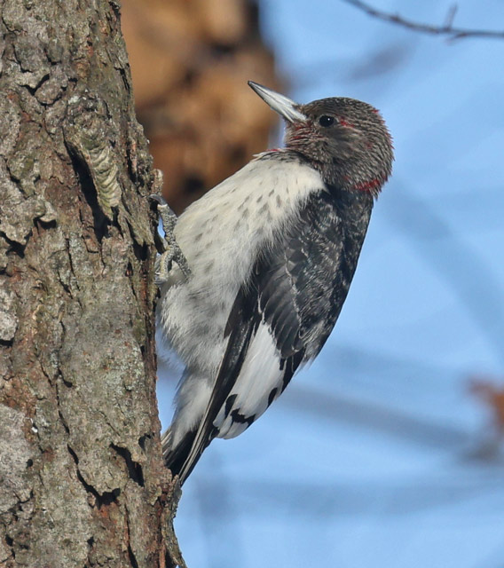 Red-headed Woodpecker photo #4