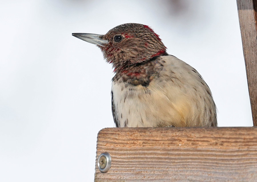 Red-headed Woodpecker photo #2