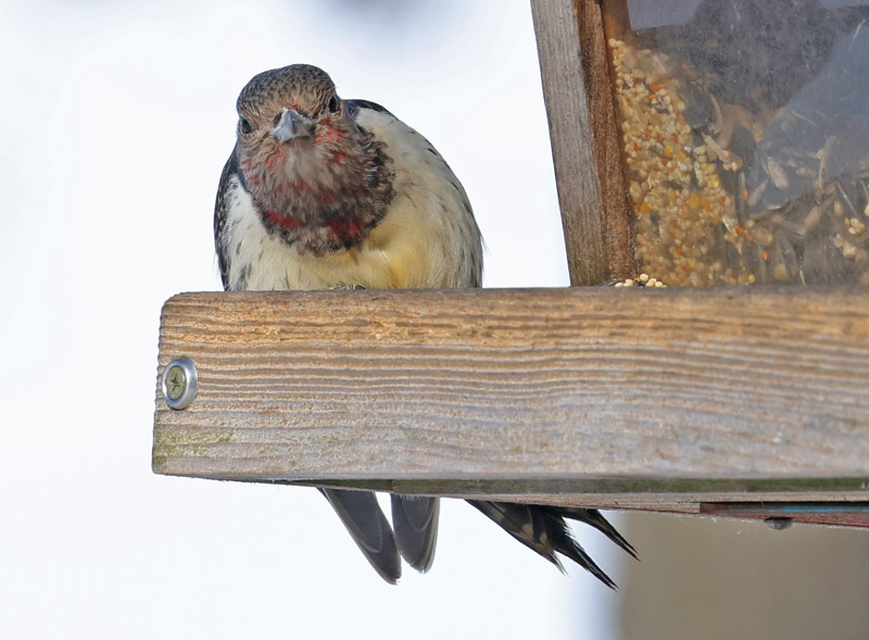 Red-headed Woodpecker photo #3