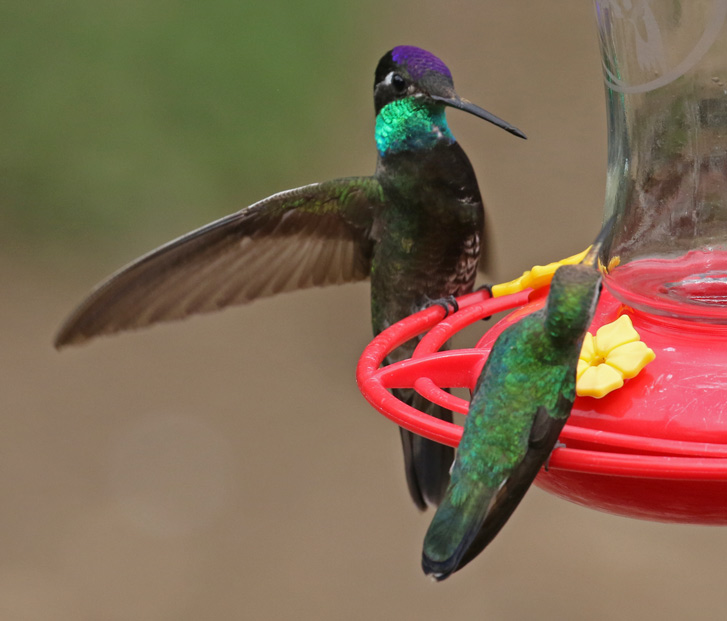 Rivoli's Hummingbird