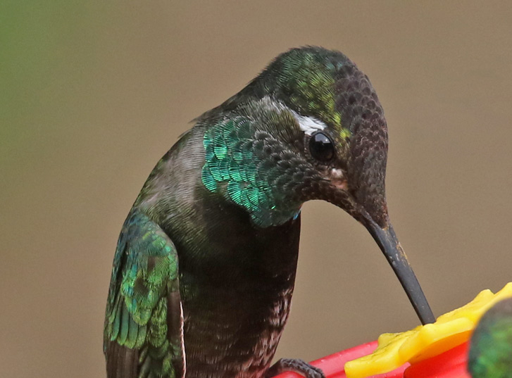 Rivoli's Hummingbird