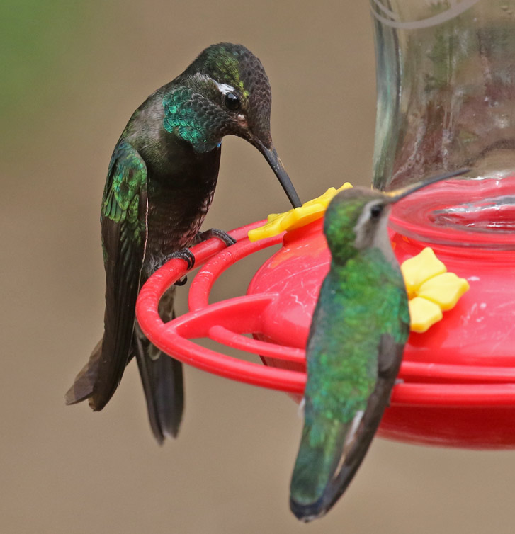 Rivoli's Hummingbird