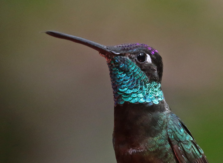 Rivoli's Hummingbird