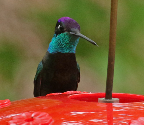 Rivoli's Hummingbird