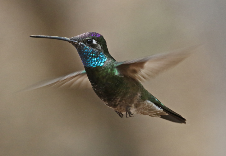 Rivoli's Hummingbird