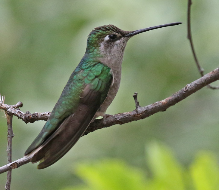 Rivoli's Hummingbird