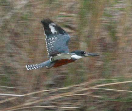 Ringed Kingfisher (male)