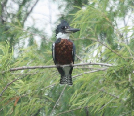 Ringed Kingfisher (male)