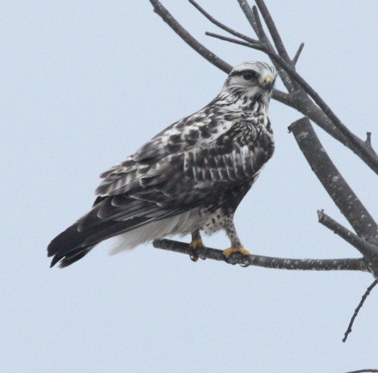 Rough-legged Hawk photo #2
