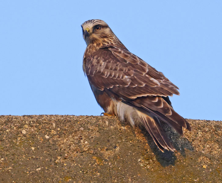 Rough-legged Hawk