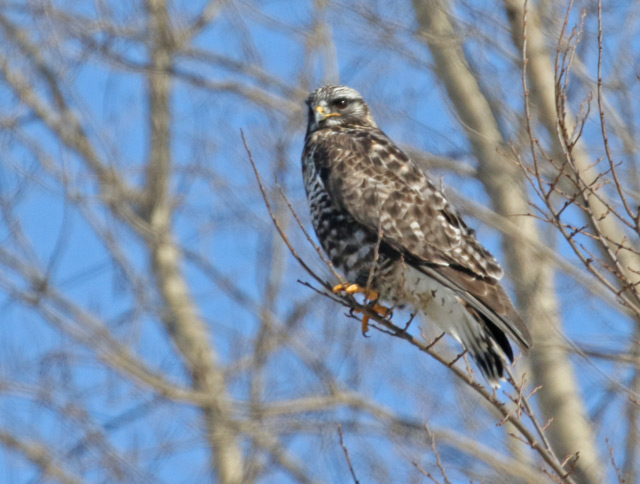 Rough-legged Hawk