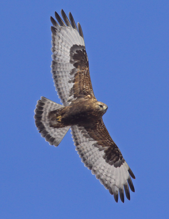 Rough-legged Hawk