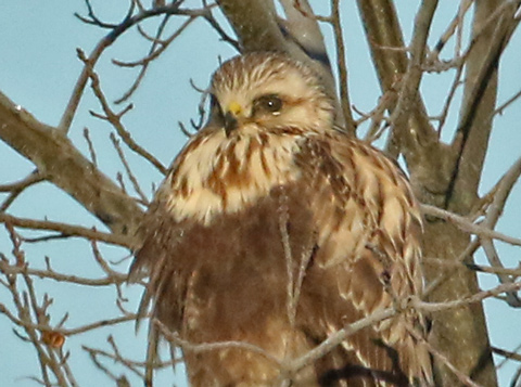 Rough-legged Hawk