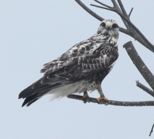 Rough-legged Hawk photo #3