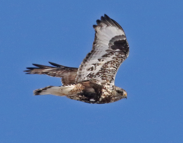 Rough-legged Hawk photo #6