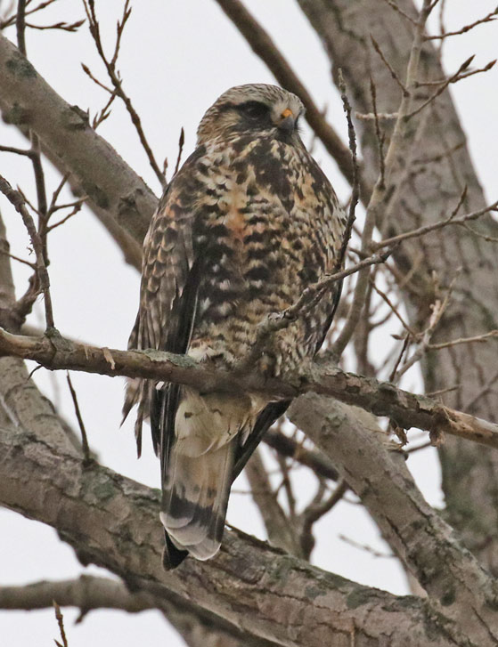 Rough-legged Hawk