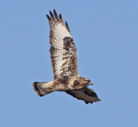 Rough-legged Hawk photo #7