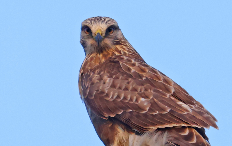 Rough-legged Hawk