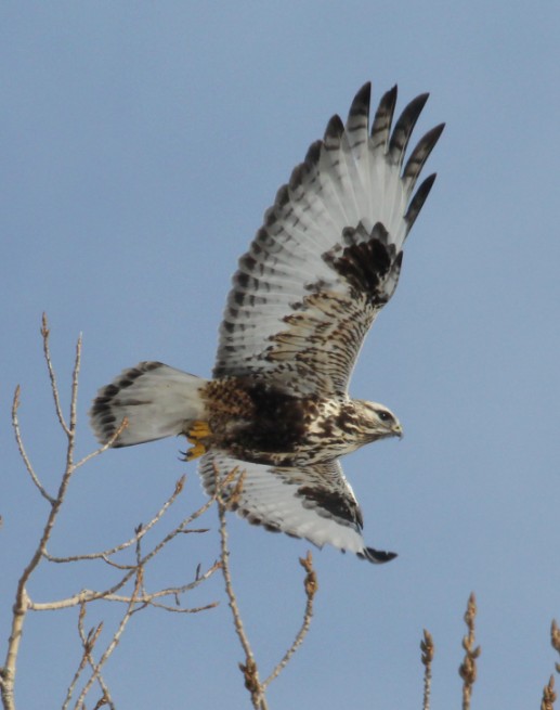 Rough-legged Hawk photo #1