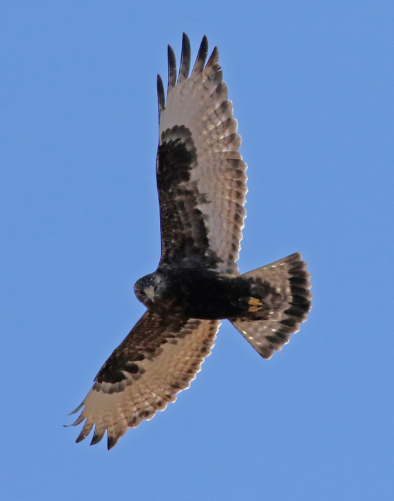Rough-legged Hawk