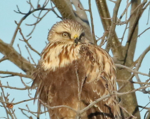 Rough-legged Hawk
