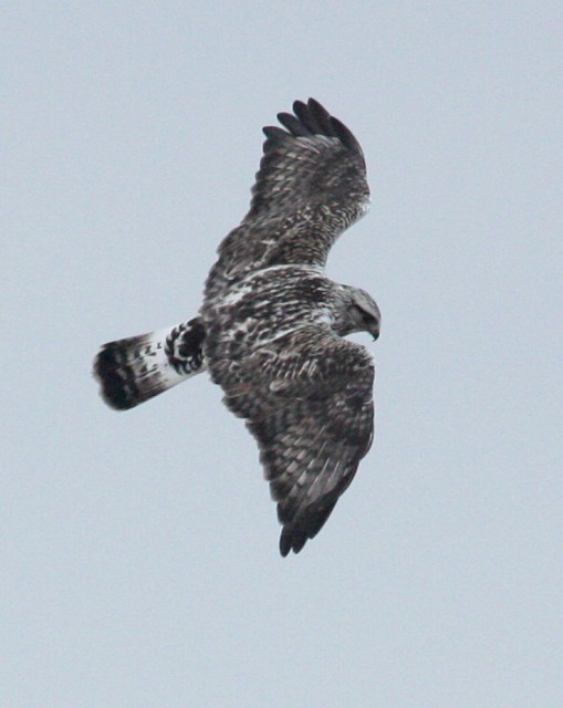 Rough-legged Hawk