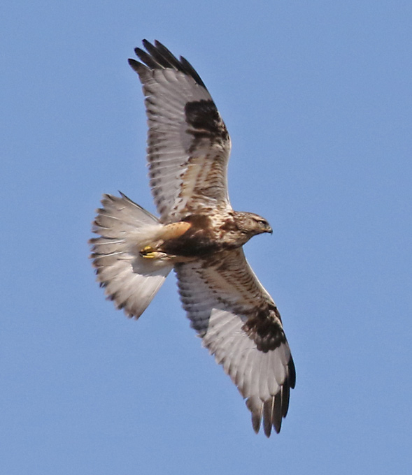 Rough-legged Hawk photo #4