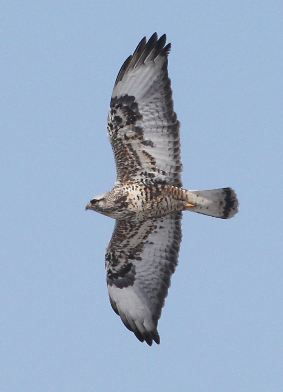 Rough-legged Hawk photo #4