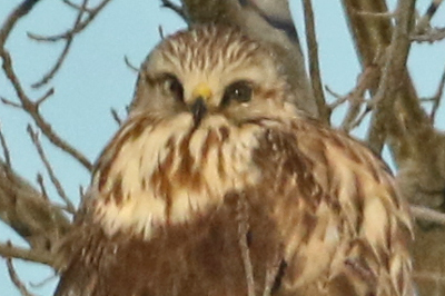 Rough-legged Hawk