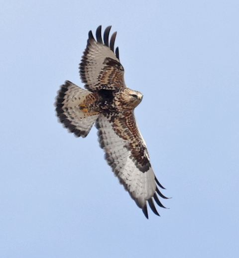 Rough-legged Hawk