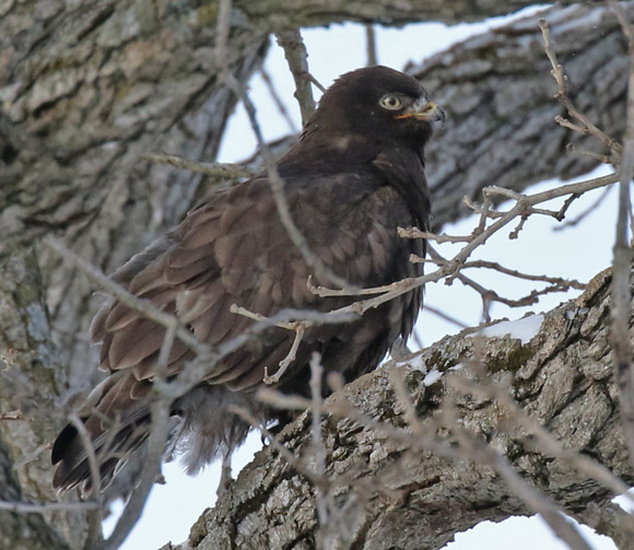 Rough-legged Hawk