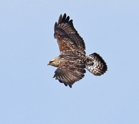 Rough-legged Hawk