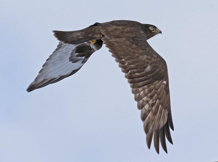 Rough-legged Hawk