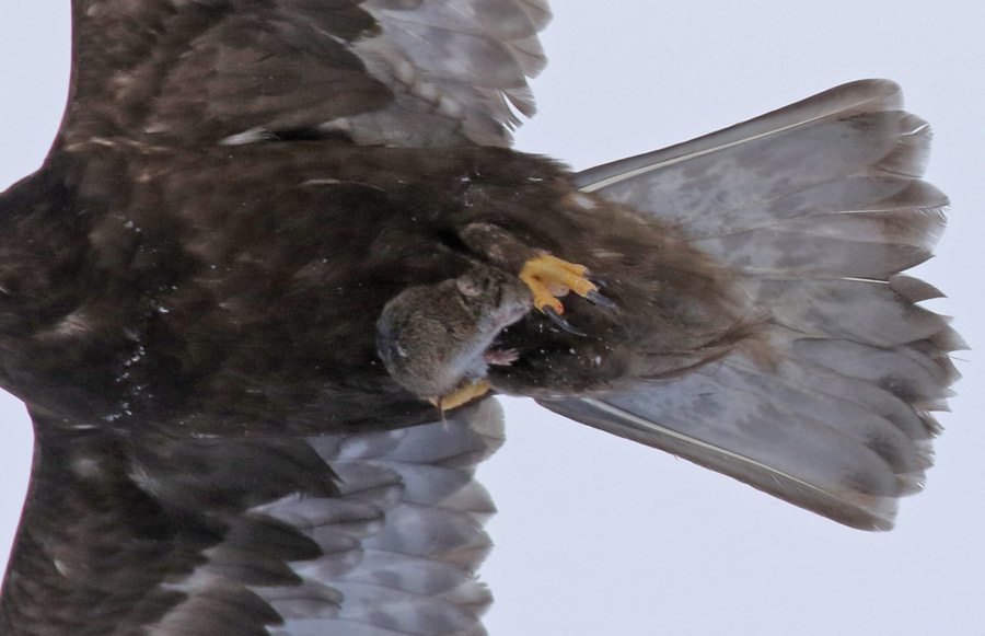 Rough-legged Hawk