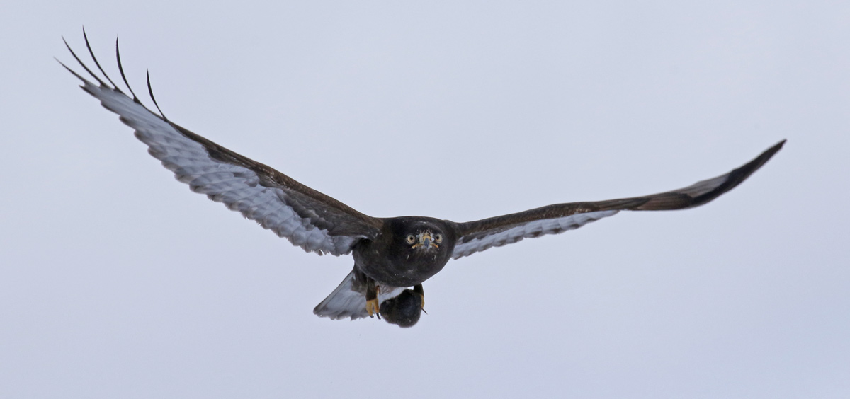 Rough-legged Hawk