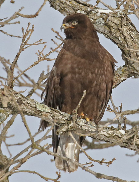 Rough-legged Hawk