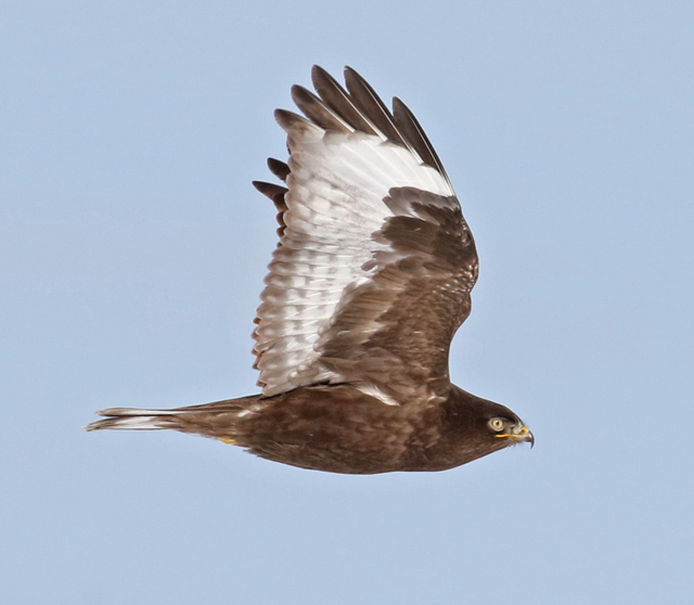 Rough-legged Hawk