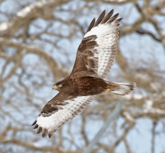 Rough-legged Hawk