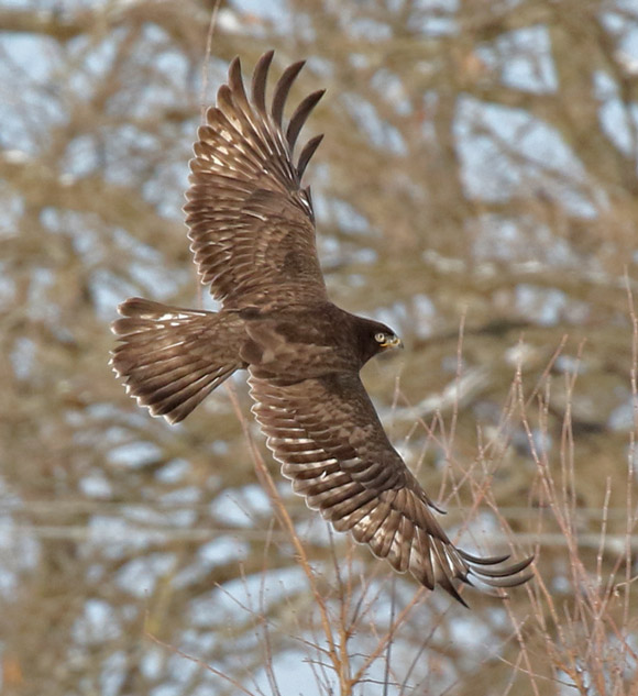 Rough-legged Hawk