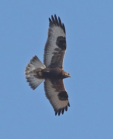 Rough-legged Hawk